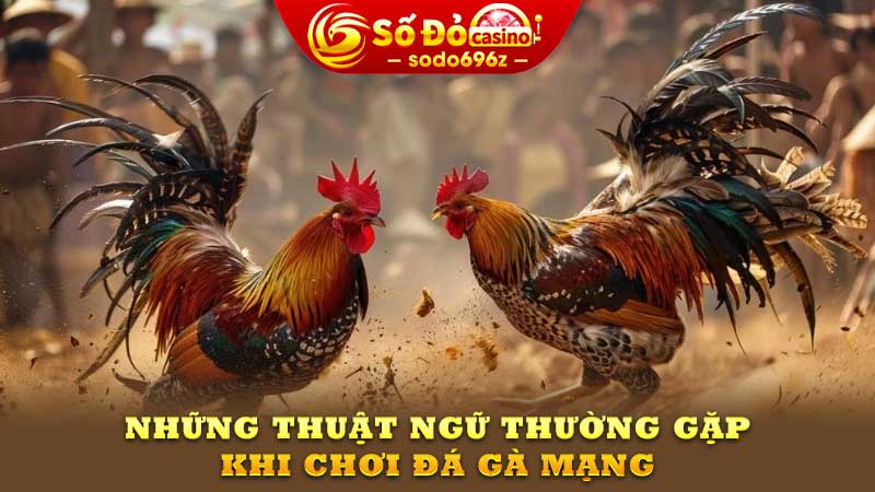 Thuật ngữ đá gà mạng.